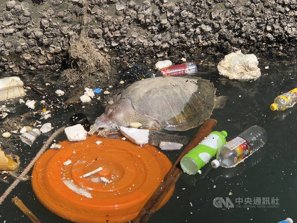 海巡署金馬澎分署第一○岸巡隊福澳安檢所23日下午於福澳港區發現1隻死亡海龜,初步研判可能誤食塑膠死亡,呼籲民眾從事海洋休閒遊憩時,勿隨意於海上或岸際亂丟廢棄物。(馬祖第一○岸巡隊提供)中央社 108年9月23日
