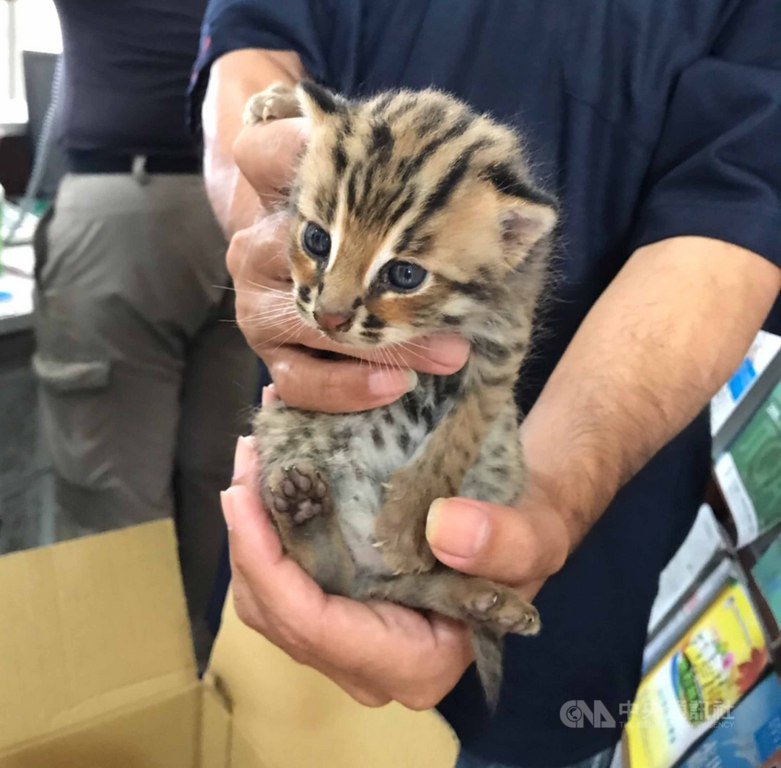 2隻小石虎疑與媽媽走失,23日困在公館鄉某處水溝,野狗對牠們狂吠,男子發現伸手援救,從耳朵圓弧狀研判應該是石虎,送特生中心照料。(翻攝照片)中央社記者管瑞平傳真 108年9月24日