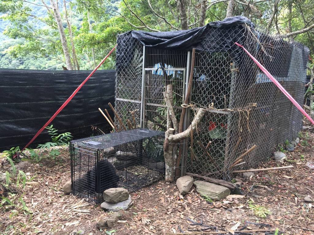 台東廣原小熊由台東林管處收容照養已逾2個月,日前南橫公路利稻部落發現的台灣小黑熊也由台東林管處收容照養,兩隻小熊養在同一個區域但不同籠舍。(台東林管處提供)中央社記者李先鳳傳真 108年10月3日