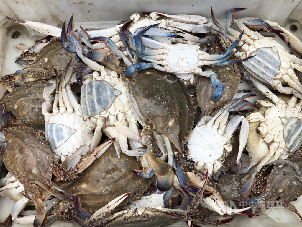 入秋季節馬祖定置網漁獲滿滿 地方 中央社cna