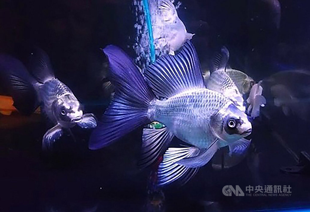 迎接即將在17日於高雄開展的2019第10屆台灣觀賞魚博覽會,農委會4日在台北舉行記者會介紹本屆亮點魚種,其中包含「熊貓貴妃龍鯉」,為目前全球七鰭最長、最寬、最大的冠品種。(台灣觀賞魚博覽會提供)中央社記者楊淑閔傳真 108年10月4日