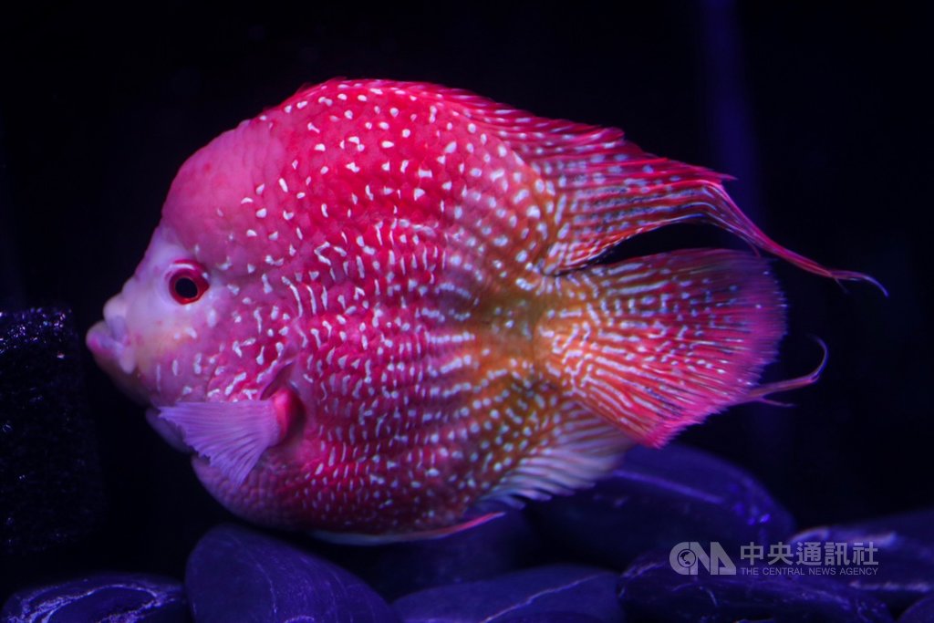 農委會4日在台北舉行2019台灣觀賞魚博覽會展前記者會,現場展示今年博覽會將呈現的特色觀賞魚魚種,圖為台灣之星血鸚鵡。中央社記者吳家昇攝 108年10月4日