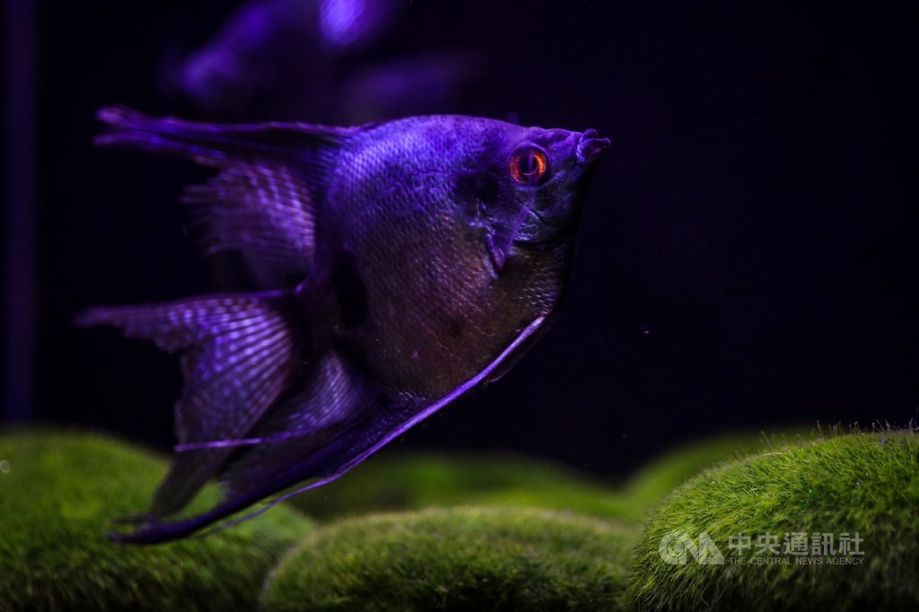 2019台灣觀賞魚博覽會展前記者會4日在農委會舉行,神仙魚養殖達人林義川會中介紹新培育魚種「藍寶堅尼神仙魚」,體色會隨觀賞角度與光線差異,閃動如藍綠寶石般的色澤。中央社記者吳家昇攝 108年10月4日