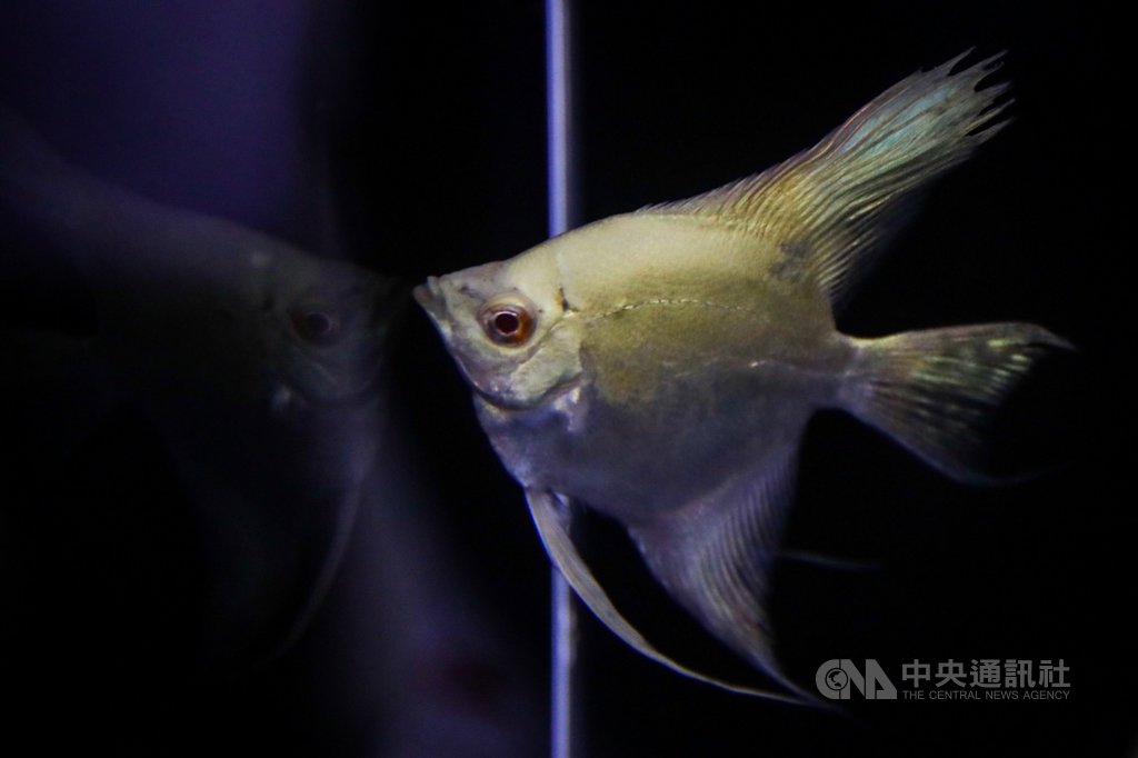 2019台灣觀賞魚博覽會展前記者會4日在農委會舉行,會中介紹今年展覽亮點之一、新品種「24k黃金甲神仙魚」,整體呈現富貴逼人的感覺。中央社記者吳家昇攝 108年10月4日