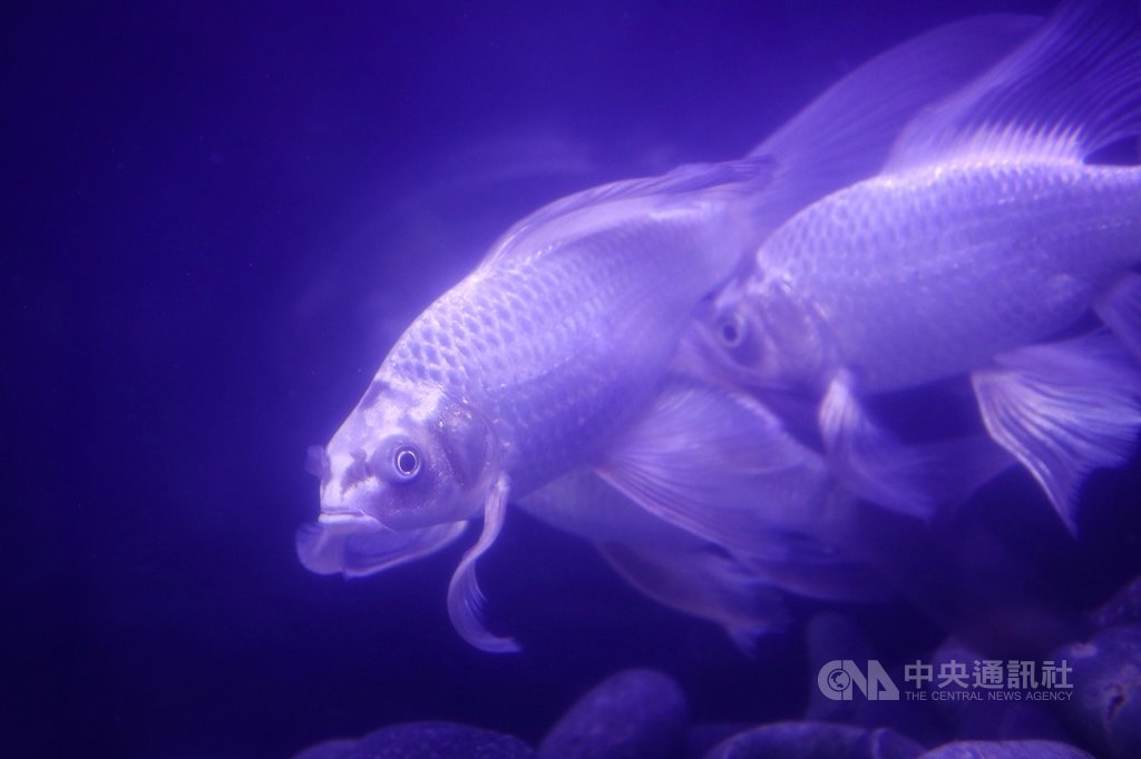 2019台灣觀賞魚博覽會17日起至20日將在高雄展覽館盛大展開,4日先在農委會舉辦展前記者會,多款特色觀賞魚魚種搶先曝光。圖為龍貓貴妃龍鯉。中央社記者吳家昇攝 108年10月4日