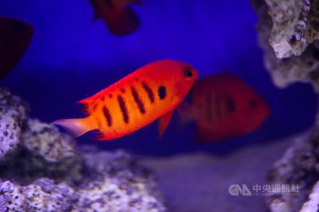 農委會4日在台北為17日將在高雄登場的2019台灣觀賞魚博覽會舉行記者會,現場展示多款特色觀賞魚魚種,圖為水產試驗所人工繁殖成功品種「火焰神仙」。中央社記者吳家昇攝 108年10月4日