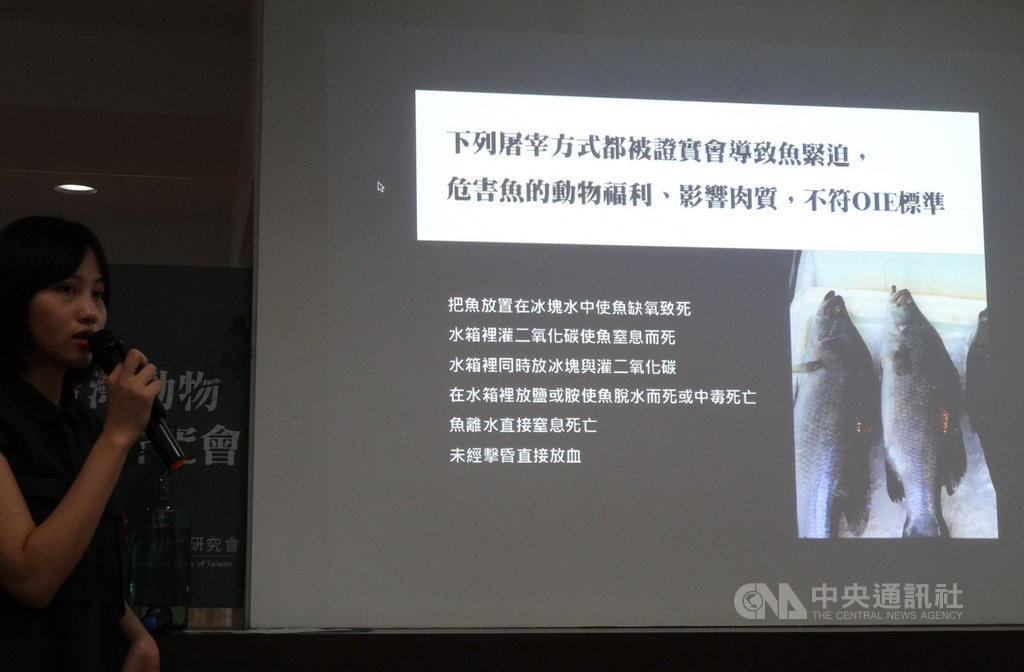 台灣動物社會研究會4日公布調查影片,揭露攤販因消費者喜好而使用「活體弓魚」的作法,不僅不符合世界動物衛生組織(OIE)對養殖魚類動物福利規範,也恐違反動物保護法,應取締。中央社記者楊淑閔攝 108年10月4日