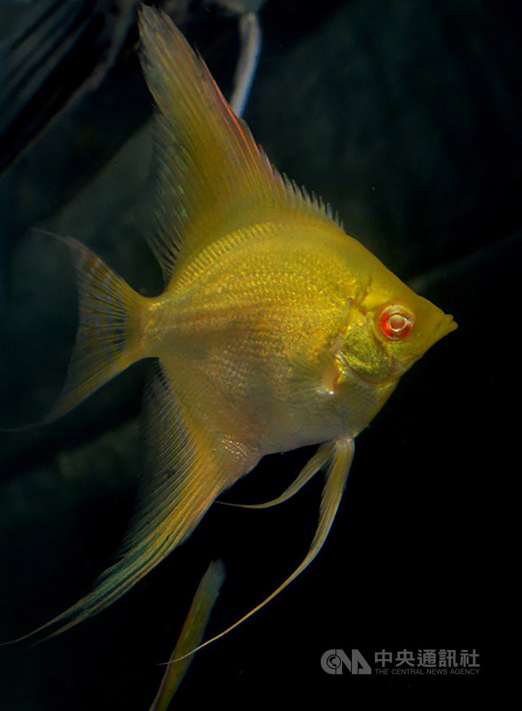 2019第10屆台灣觀賞魚博覽會將自17日起在高雄登場,4日發表5大亮點魚種,其中「24k黃金甲神仙魚」全身布滿金屬黃鱗片,流露富貴魅力,1對預期售價達新台幣16萬元。(台灣觀賞魚博覽會提供)中央社記者楊淑閔傳真 108年10月4日