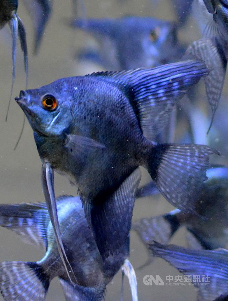 邁入第10屆的台灣觀賞魚博覽會,17日起至20日將在高雄展覽館盛大登場,今年亮點魚種眾多,其中「藍寶堅尼神仙魚」擁有藍綠寶石般的閃耀絕美色澤,4日在台北展前記者會中搶先曝光,體色隨觀賞角度與光線有所差異,單隻預期售價達新台幣6萬元。(台灣觀賞魚博覽會提供)中央社記者楊淑閔傳真 108年10月4日