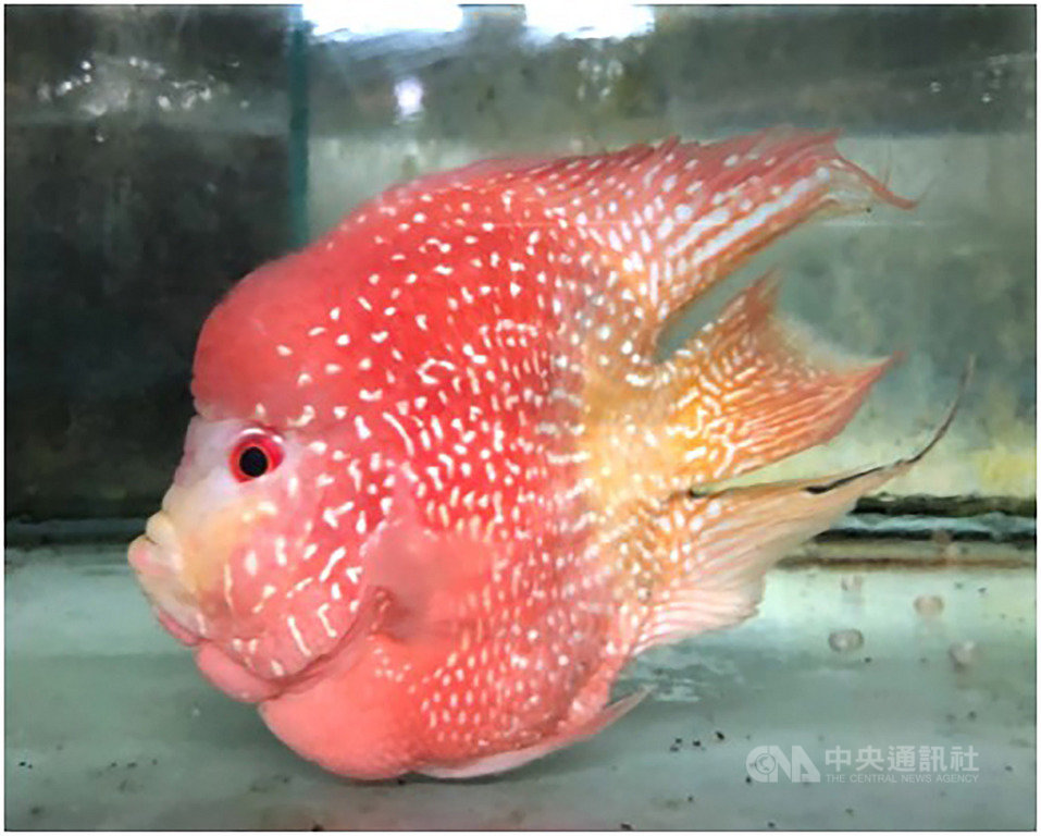 2019台灣觀賞魚博覽會將在高雄開展,4日介紹今年亮點魚種,其中包含全球首發的「台灣之星血鸚鵡」,喜氣的紅色及布滿全身的亮光點,呈現調和的雙色比例美感。(台灣觀賞魚博覽會提供)中央社記者楊淑閔傳真 108年10月4日