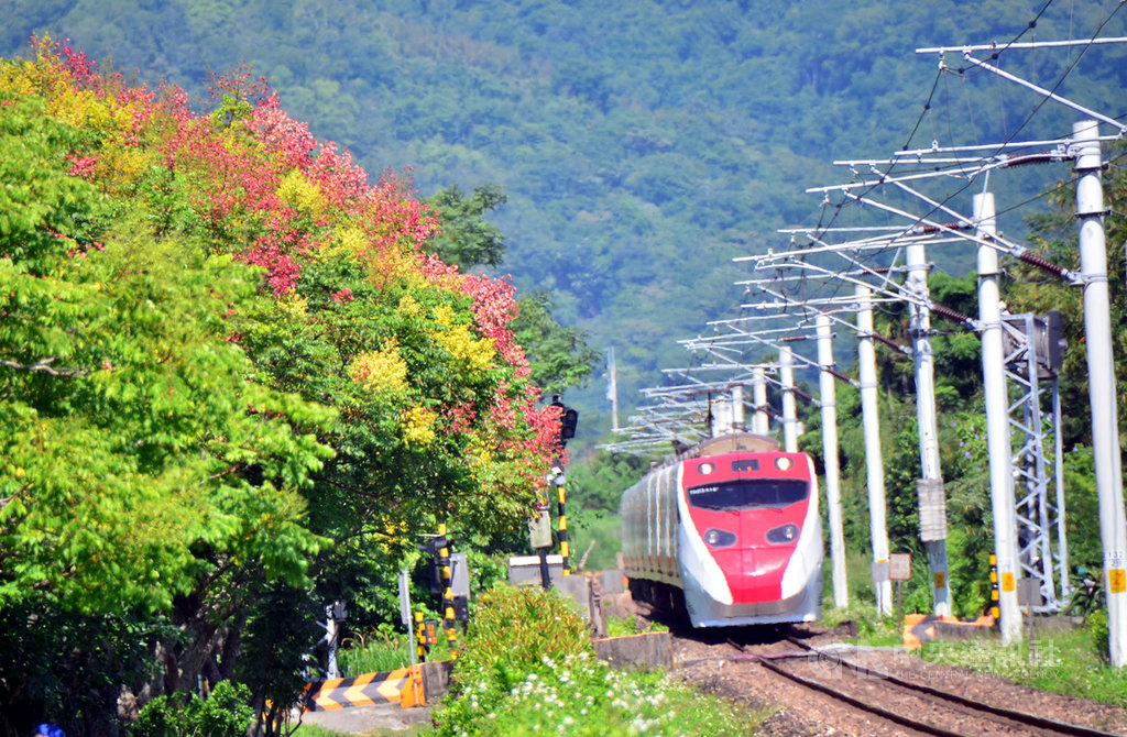 台東台灣欒樹爭相綻放,黃花紅果爭奇鬥艷,台東換上了秋妝,美不勝收。圖為鹿野鄉瑞和無人火車站。中央社記者盧太城台東攝 108年10月5日