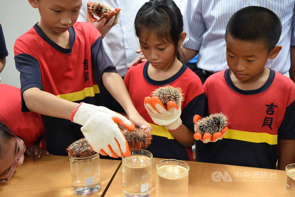 澎湖縣政府農漁局推動海洋活化政策,8日在水產苗繁殖場辦理「澎湖縣海洋教育實作體驗課程」,由6所國小學童親自實作海洋生物的繁殖體驗,正確引導小朋友認識海洋、關心生態。中央社 108年10月8日