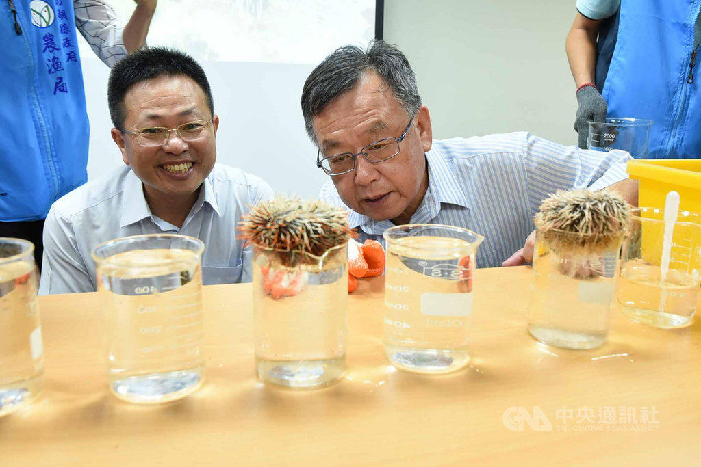 澎湖縣政府農漁局「馬糞海膽海洋教育實作體驗」,8日在水產苗繁殖場辦理,縣長賴峰偉(右)與小朋友們一起實作體驗。中央社 108年10月8日