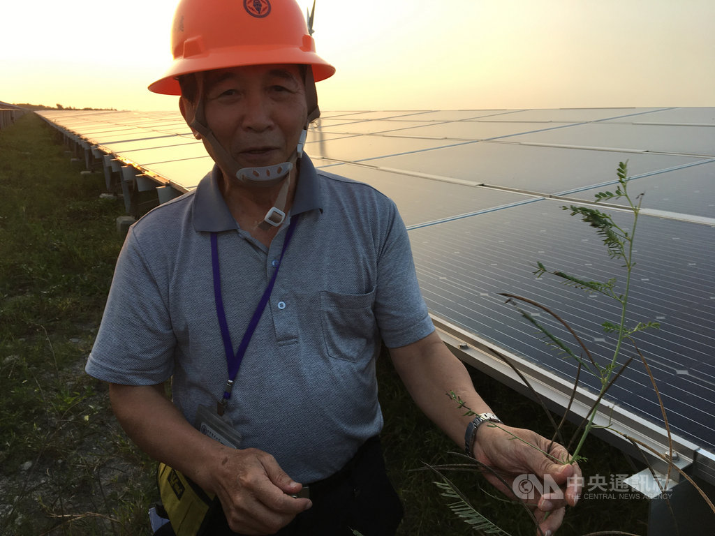 為避免雜草遮蔽太陽能光板,產生熱斑縮短光板壽命,台電表示,正在研議「牛電共生」可行性,藉由黃牛吃草,節省除草經費。中央社記者蔡芃敏攝 108年10月9日