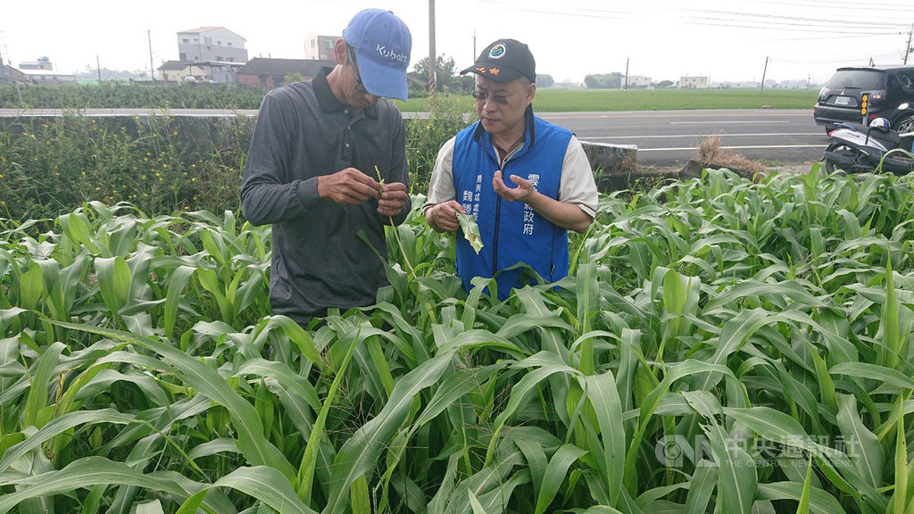 秋行軍蟲疫情持續延燒,雲林縣除斗南、斗六外,皆有疫情傳出,雲林縣農業處長魏勝德(右)12日前往田區了解疫情。(雲林縣政府提供)中央社記者黃國芳傳真 108年10月12日