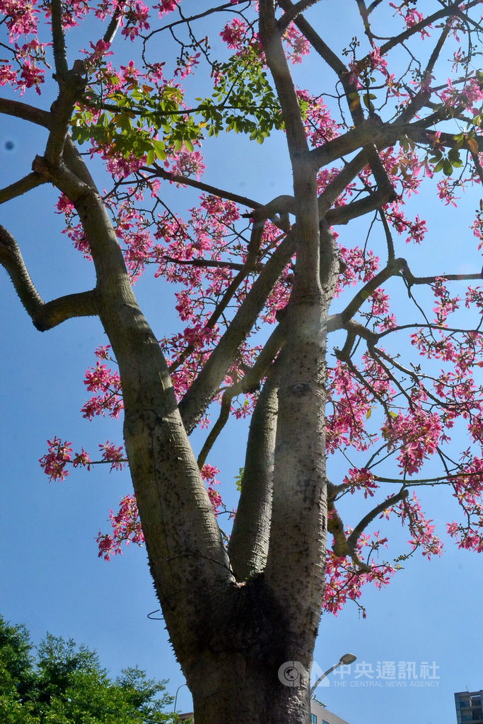 新北板橋八德公園入口處的美人樹,又稱「酒瓶木棉」,粉紅色花朵掛滿樹冠,襯托在藍天下煞是好看。中央社記者黃旭昇新北攝 108年10月12日