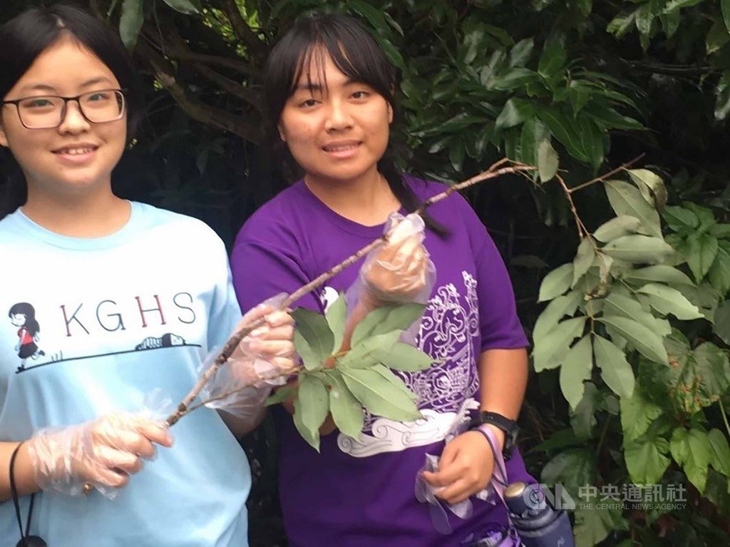 教育部委託中山大學辦理生物科學人才培訓計畫,輔導原住民學生,參與此計畫的學生決定以在地的紫膠蟲為研究對象,前往高雄市大樹區的龍眼樹林區採集紫膠蟲,並帶回實驗室研究。(教育部提供)中央社記者許秩維傳真 108年10月13日