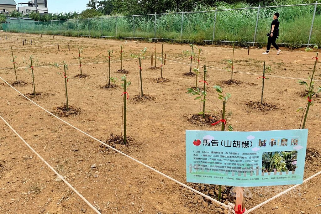 桃園市政府原住民族行政局打造的「原住民族傳統農耕示範區」14日啟用,鼓勵族人承租種植傳統作物,讓部落農作文化得以承襲。中央社記者吳睿騏桃園攝 108年10月14日