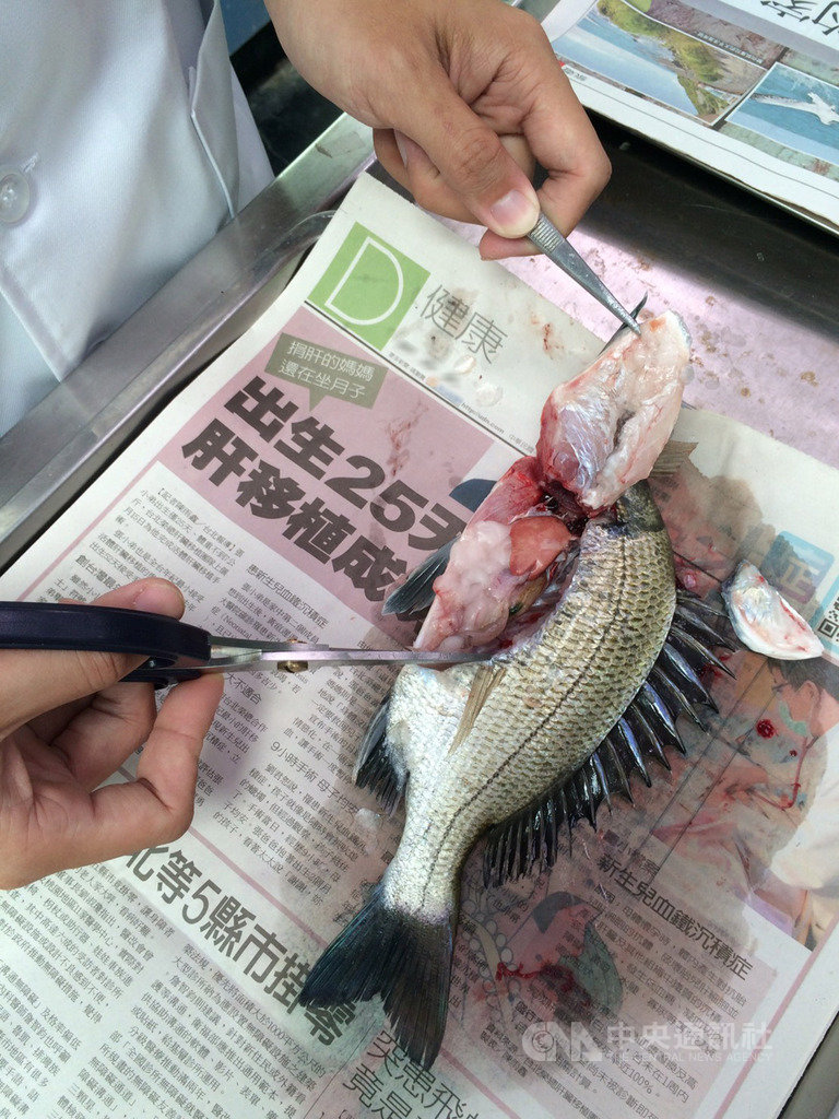 嘉義縣政府設置水產動物疾病檢驗中心,免費提供漁民病理檢查和水質檢驗服務。檢驗中心獸醫師解剖生病魚類,找出染病原因。(嘉義縣政府提供)中央社記者蔡智明傳真 108年10月15日