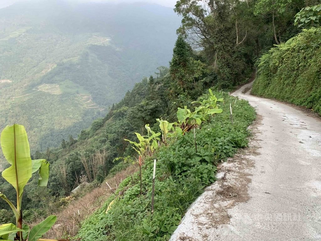 福州姑娘陳玉萍17年前嫁給阿里山鄒族青年,要到陳玉萍家,必須經過僅容一輛車的產業道路,一旁是萬丈山谷,一旁是山壁。中央社記者蔡智明攝 108年10月16日