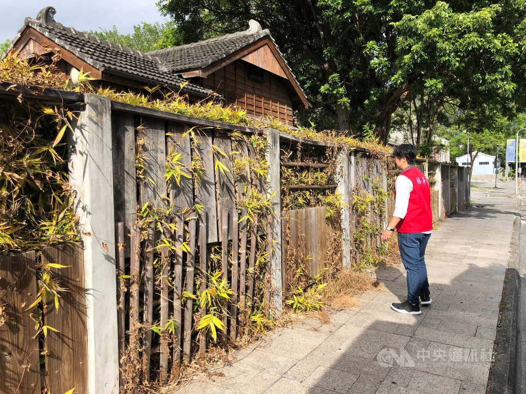 花蓮文化創意產業園區中的日式木屋區原本綠意盎然的圍籬疑噴灑除草劑造成整片枯黃,花蓮縣議員楊華美接獲民眾陳情到場關心。(楊華美服務處提供)中央社記者李先鳳傳真 108年10月16日