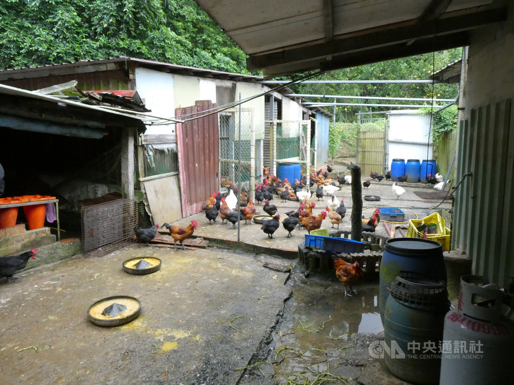 基隆市動保所16日稽查一間違法養雞場,將依法開罰,不過,期間卻傳有議員助理向動保所長陳瑞濱關說嗆聲,議員否認並澄清只希望顧及情理法。(翻攝照片)中央社記者王朝鈺傳真 108年10月16日