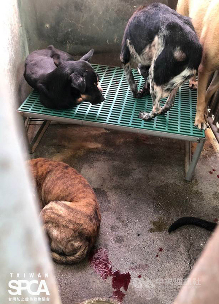 動保團體質疑彰化收容所超收爆籠,且有收容動物打架流血狀況。農委會16日指出,彰化縣政府曾編列預算規劃興建新收容所,但遭當地反對,呼籲民眾支持政府建收容所。(台灣防止虐待動物協會提供)中央社記者楊淑閔傳真 108年10月16日