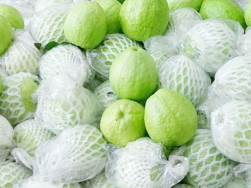 台美關係持續升溫,美國華府時間17日將公告台灣芭樂准入。(中央社檔案照片)