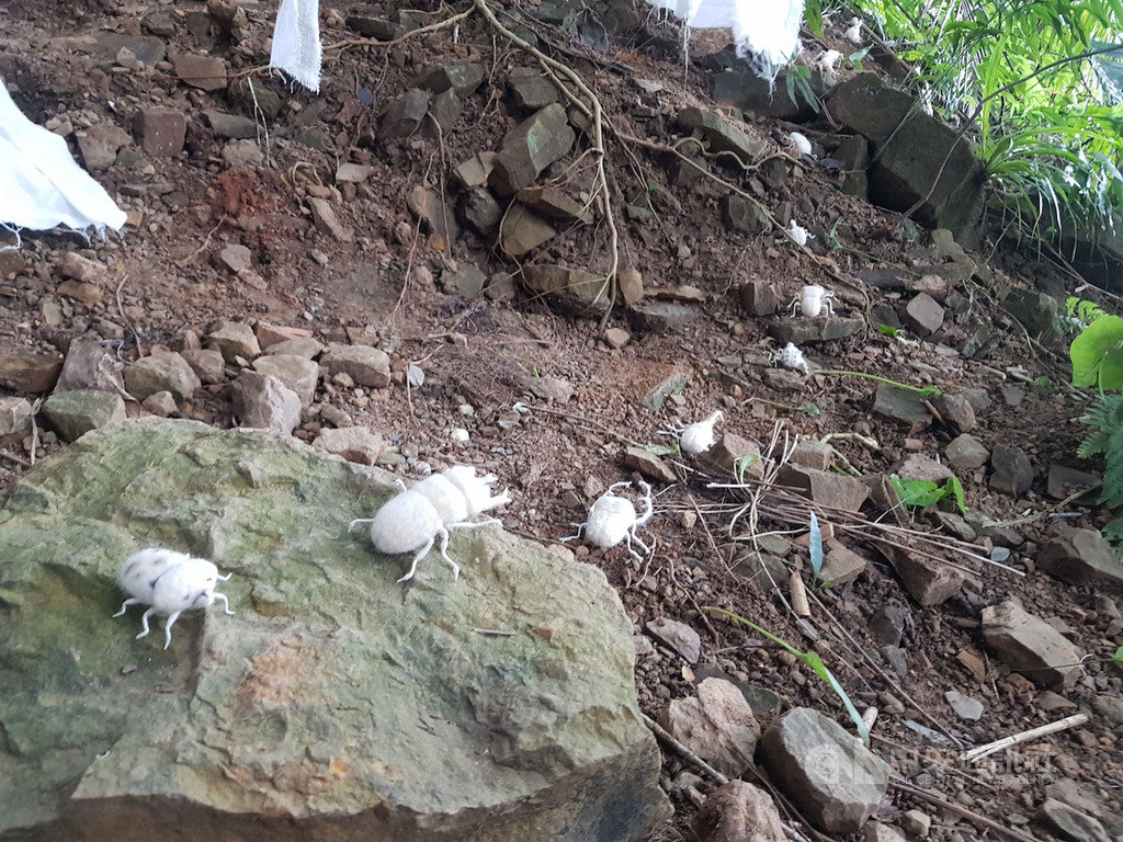 台北近郊秘境「少少-原始感覺研究室」舉辦期間限定的「島嶼秘境」展,沒有門牌號碼或指示,只能沿著山坡行走,跟著石塊上的泥人、羊毛氈昆蟲標本,一路進入魔幻森林。中央社記者鄭景雯攝 108年10月18日