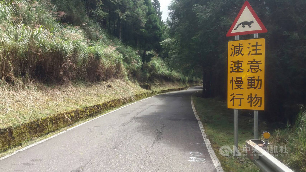 宜蘭縣太平山國家森林遊樂區近年常有帝雉、山羌及黃喉貂等珍貴動物在道路上頻繁活動,為避免動物路殺事件頻繁發生,林務局近來也以黃喉貂等圖案打造告示牌,設立在山區主要路段,提醒用路人注意。(林務局提供)中央社記者沈如峰宜蘭縣傳真 108年10月19日