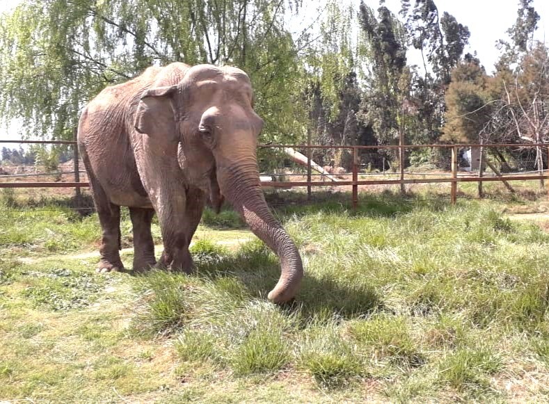 數十年來在南美洲馬戲團表演的亞洲象蘭巴從智利動物園搭乘飛機及卡車,在巴西露天保護區展開新生活。(圖取自facebook.com/globalsanctuaryforelephants)