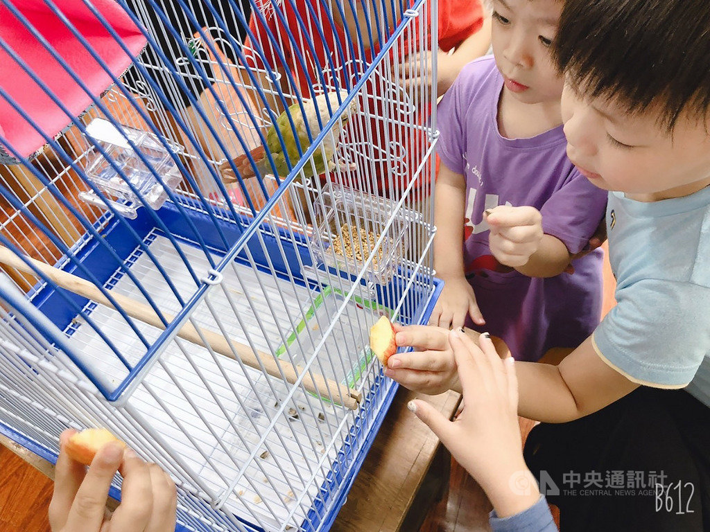 新北市五股區德音國小認養一隻飛進校園的小鸚鵡,並取名「綠綠」,小朋友們跟「綠綠」的互動非常熱絡,不僅在鸚鵡身上學到關於野生動物的相關知識,更學習到愛護動物、尊重生命的態度。(新北市動保處提供)中央社記者王鴻國傳真 108年10月21日