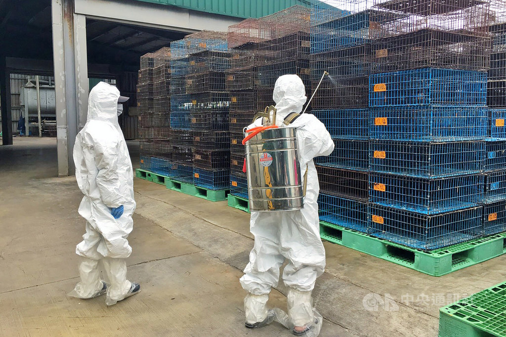桃園一處家禽屠宰場日前發現土雞屠體異常,經檢驗後確診H5N2亞型高病原性禽流感,除將凍存土雞屠體廢棄外,市府也立即啟動防疫處置,進行場區清潔及消毒作業,同時加強半徑3公里內養禽場臨床訪視。(桃園市政府動物保護處提供)中央社記者吳睿騏桃園傳真 108年10月21日