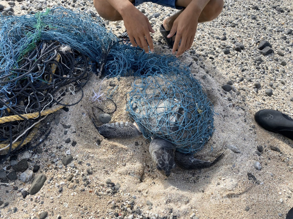 綠島安檢所21日在綠島石朗岸際發現一隻海龜遭漁網纏繞奄奄一息,立即趕往救援,發現是保育類欖蠵龜。(第一三岸巡隊提供)中央社記者李先鳳傳真 108年10月22日