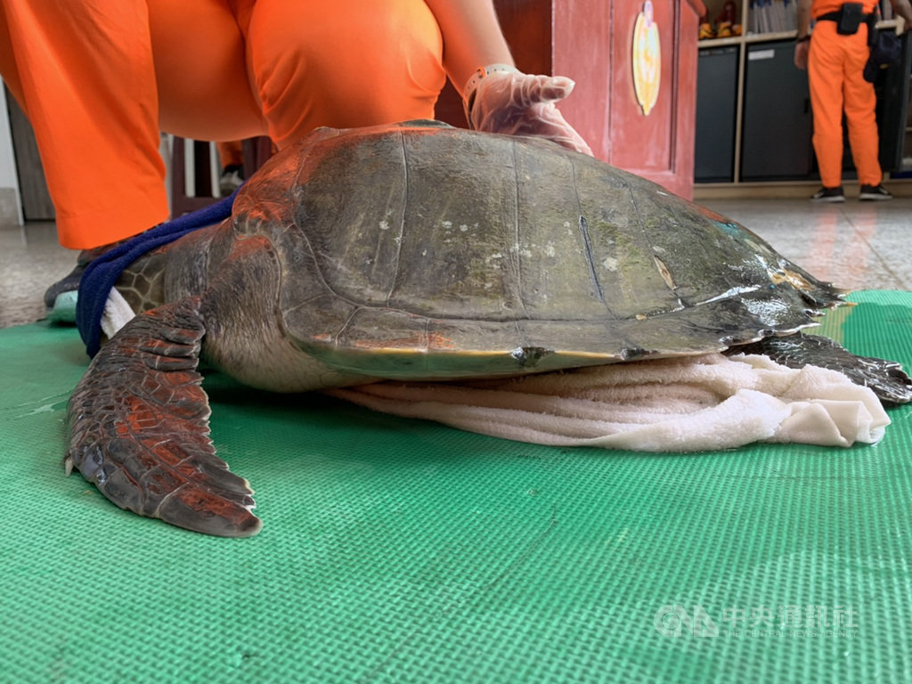 綠島安檢所在綠島石朗岸際發現一隻海龜遭漁網纏繞奄奄一息。海巡人員趕往救援,確認為保育類欖蠵龜,從體型研判仍屬幼龜,外殼稍有缺損外,並無明顯外傷、活動力良好。(第一三岸巡隊提供)中央社記者李先鳳傳真 108年10月22日