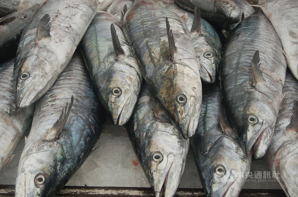 「土魠魚」是澎湖冬季的主要漁獲,澎湖10家知名餐廳4日進行PK,大廚大秀廚藝,端出10道創意料理,各具特色,讓土魠魚美味更飄香。中央社 108年11月4日