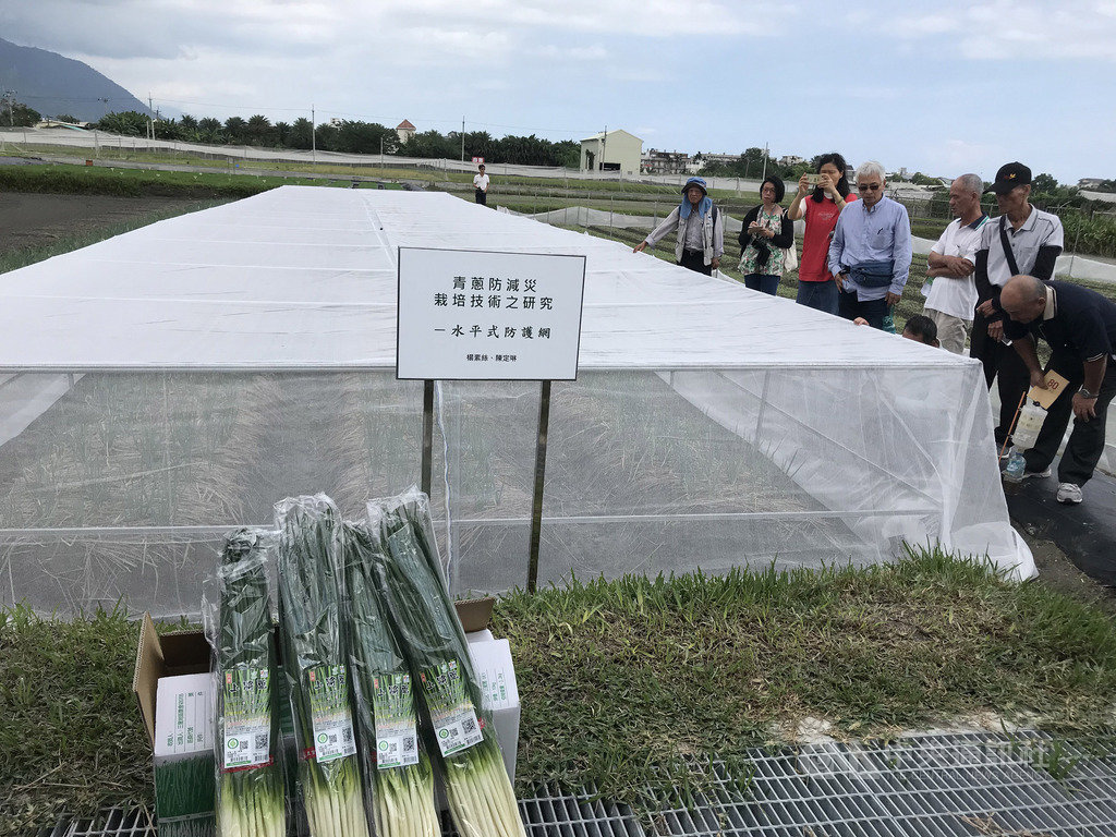 農委會花蓮區農業改良場長期研發抗逆境品種、改良設備,7日舉行因應氣候變遷成果發表會,展示種植青蔥的水平式防護網,以簡易的器材搭建第4代抗風設備,實戰演練可承受中颱強度。中央社記者張祈攝 108年11月7日