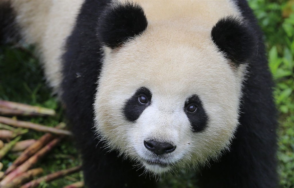 貓熊曾是柏林兩座動物園「軍備大賽」的要角。(圖取自柏林動物園網頁www.zoo-berlin.de/de)