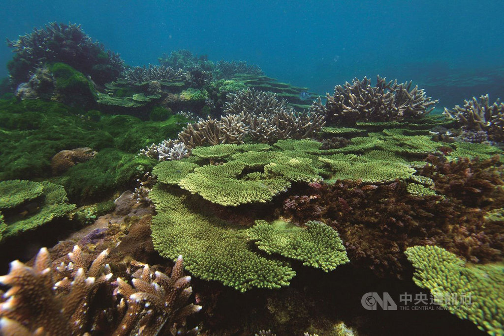 澎湖南方四島國家公園海域傳出限縮漁權問題,海管處8日聲明指出,僅是「宣導既有規定」並無新增限制事項。圖為海域保育成果。(海管處提供)中央社 108年11月8日