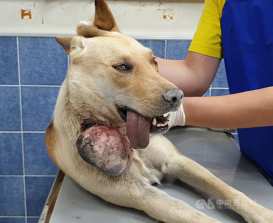 台灣動物緊急救援小組獲報高雄茄萣區有一隻流浪犬頸掛一顆大腫瘤,7日前往營救送醫,8日安排手術切除,獸醫師研判應是頸圈長期磨擦刺激導致組織病變。(台灣動物緊急救援小組提供)中央社記者陳朝福傳真 108年11月8日