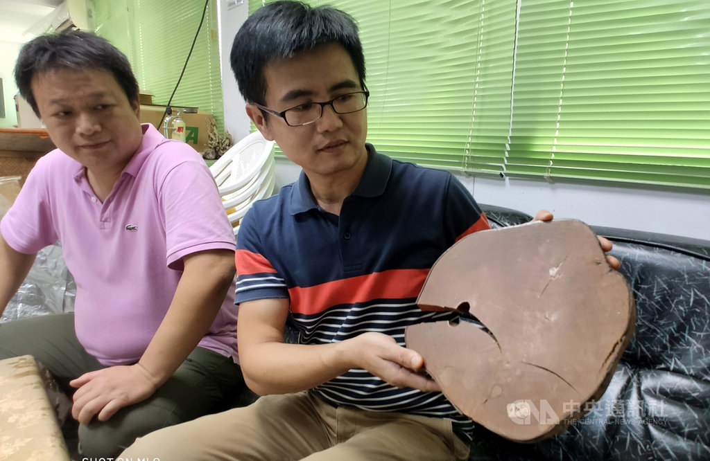 台東山區數百棵野生茶樹,被譽為台灣茶界「櫻花鉤吻鮭」,其中一棵倒伏的茶樹,樹幹直徑約28公分,樹圍近70公分,樹齡超過百年。中央社記者盧太城台東攝 108年11月9日