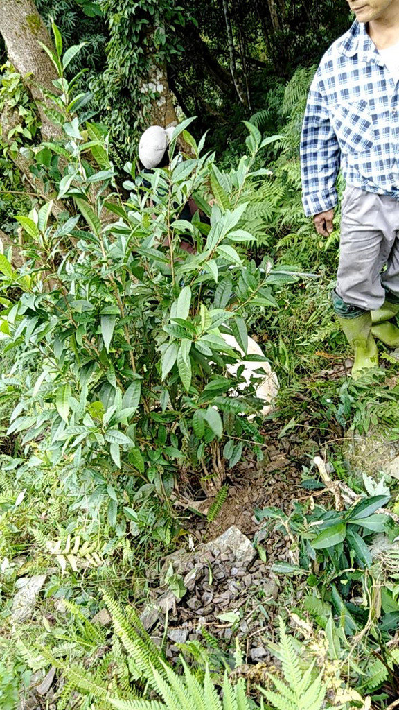 農委會茶業改良場日前發表新的茶葉品種「台茶24號」,今年6月正式通過命名為「台東永康1號」,是目前唯一純台灣原生種山茶,它出自於台東縣延平鄉泰平山區,茶樹具有菇蕈的獨特香氣。中央社記者盧太城台東攝 108年11月9日