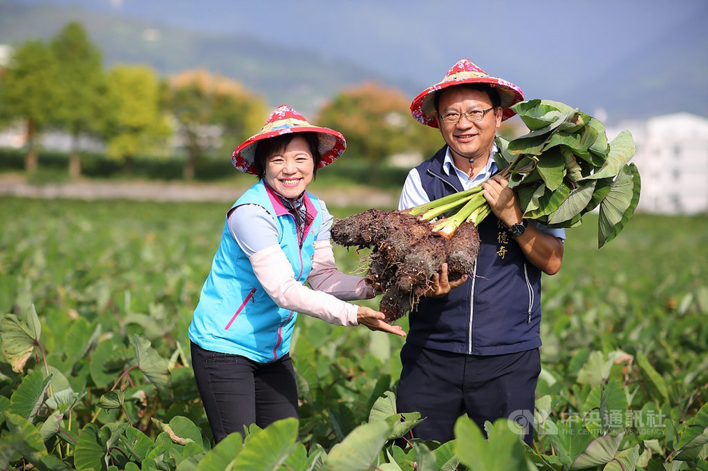 花蓮吉安鄉的芋頭進入採收期,吉安鄉長游淑貞(左)與吉安鄉農會總幹事張德奇(右)共同推廣吉安芋頭,並設置食農教育體驗區,盼讓民眾感受田園之樂。(吉安鄉公所提供)中央社記者李先鳳傳真 108年11月10日