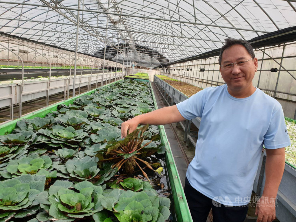 在電機工程擔任研發長的洪義鵬,4年前退休看到魚菜共生前瞻性,種植包括菱角等40幾種蔬果,不噴農藥受到消費者歡迎。(農糧署提供)中央社記者郭芷瑄傳真 108年11月11日