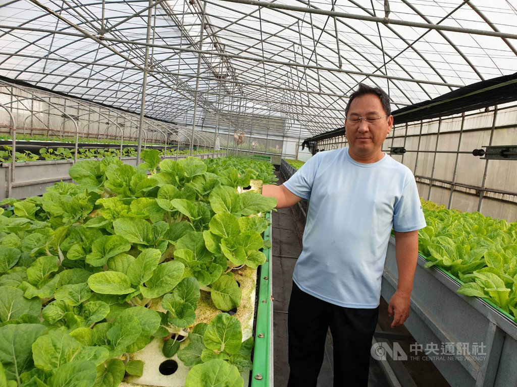 在電機工程擔任研發長的洪義鵬,4年前退休,看到魚菜共生前瞻性,大膽嘗試,先將幾盆青菜在小規模的房間試種,整整花了3年時間試驗,成功後才敢大投資蓋溫室。(農糧署提供)中央社記者郭芷瑄傳真 108年11月11日