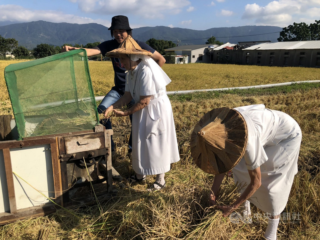 池上青農魏瑞廷(後黑衣者)12日特別在他池上有機稻米田區舉辦「神之米稻田秋收活動」,邀請關山聖十字療養院的修女們體驗收割,畫面宛如名畫「拾穗」再現。中央社記者李先鳳攝 108年11月12日