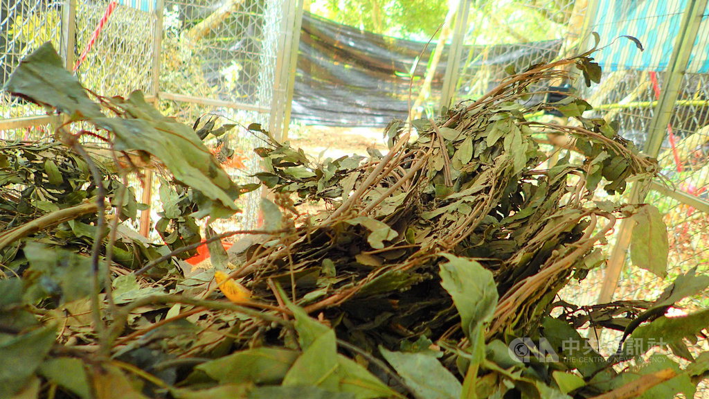 台東林管處照養的廣原熊妹妹Mulas,目前約7個月大,已會編織巢窩,讓專家好奇,築窩技能是天生還是後天學習。(台東林管處提供)中央社記者盧太城台東傳真 108年11月13日