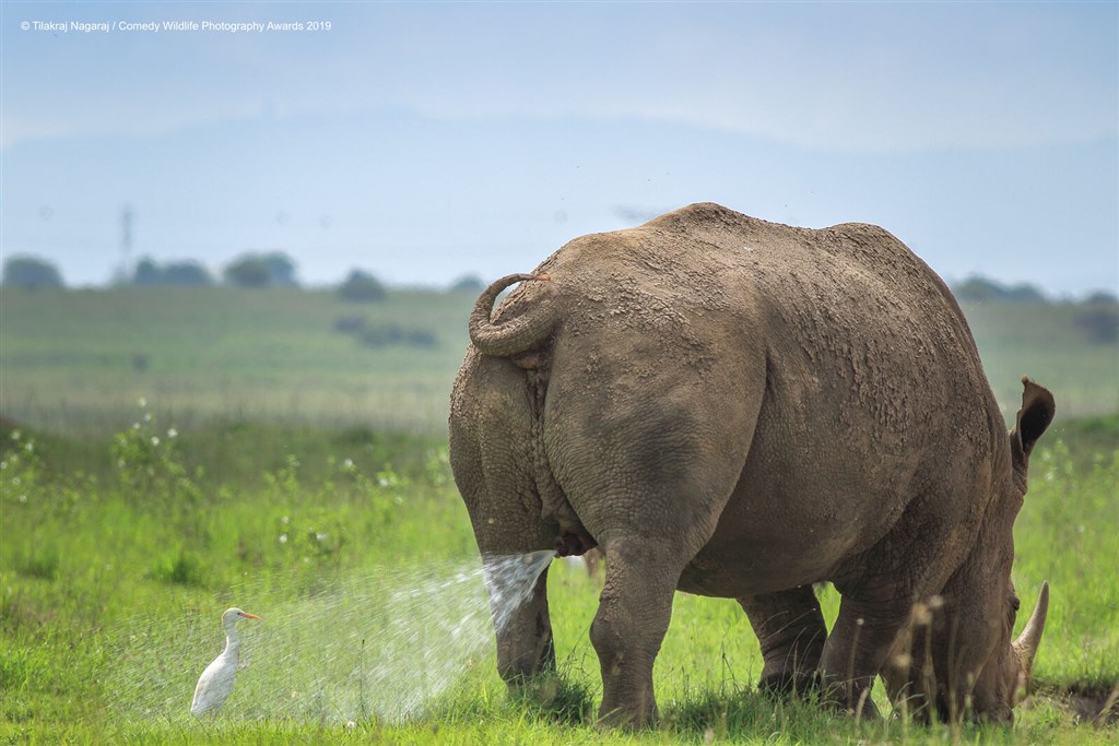 搞笑野生動物攝影獎的目的是要透過野生動物輕鬆有趣的一面,傳達正面訊息。圖為入圍作品之一。(圖取自搞笑野生動物攝影獎網頁comedywildlifephoto.com)