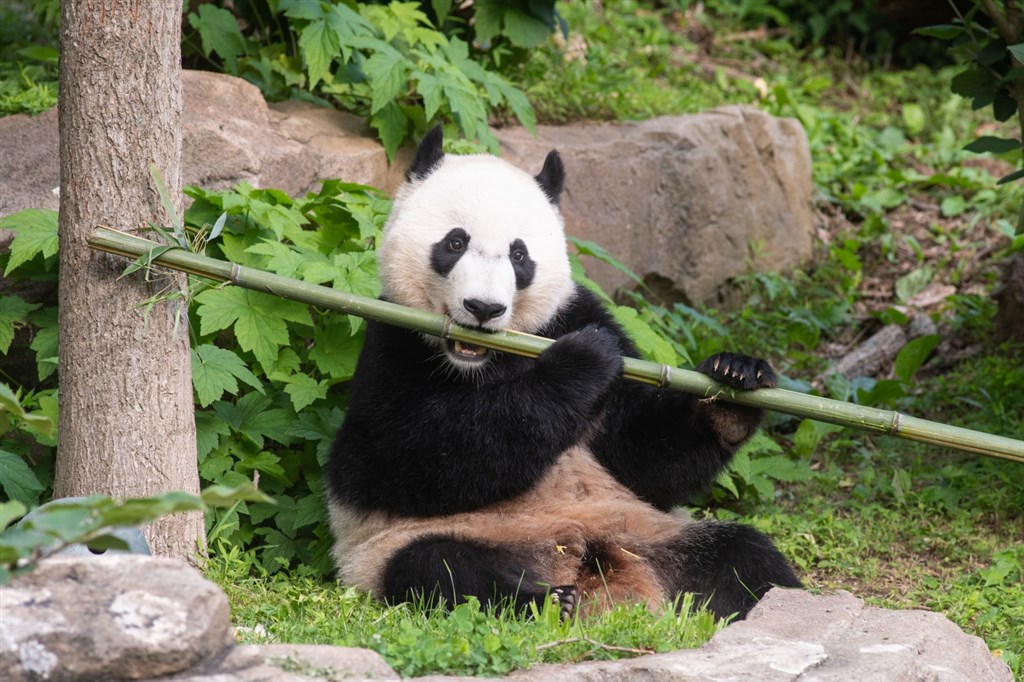 4歲貓熊貝貝將回中國美飼養員捨不得直說會噴淚 國際 中央社cna