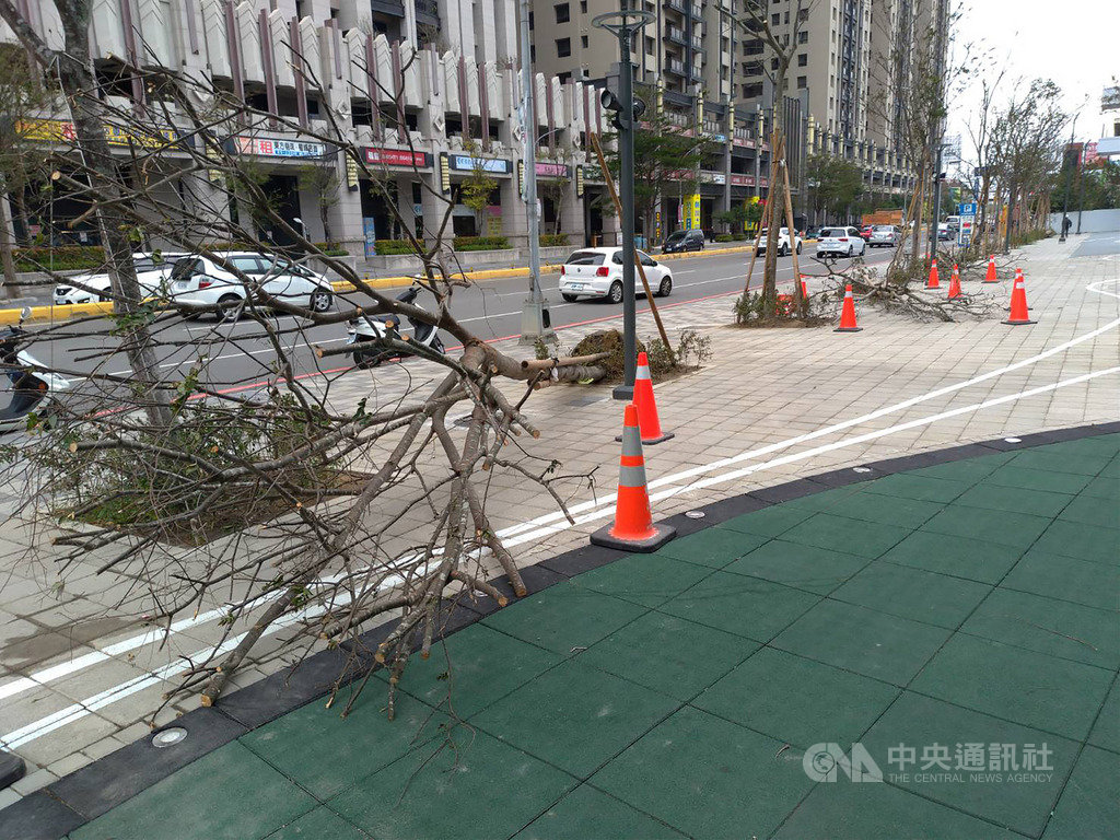 新竹一名鄭姓孕婦19日散步行經慈雲路一帶,恰好一陣強風吹倒路樹,砸傷鄭姓孕婦,所幸送醫後並無大礙。(翻攝畫面)中央社記者郭宣彣新竹縣傳真 108年11月19日